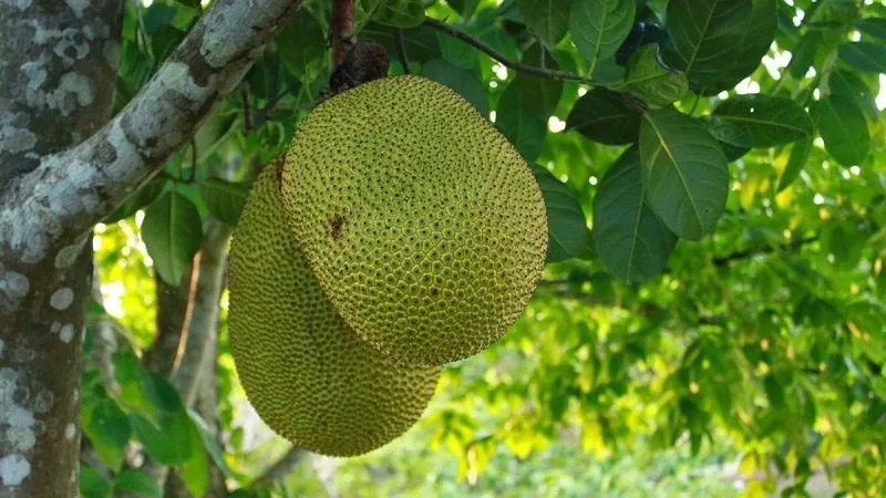 Mơ thấy quả mít đánh con gì?