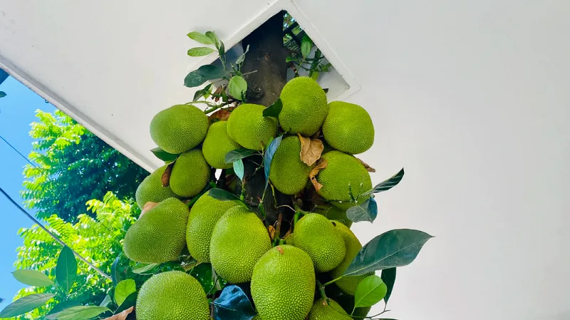 Mơ thấy cây mít sai quả